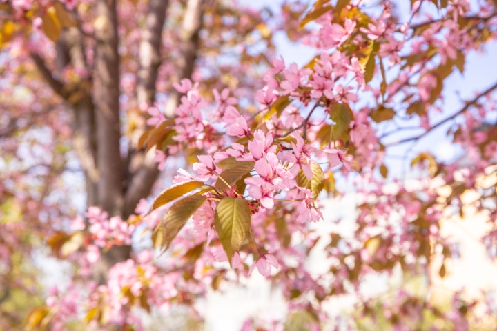 Helsinki ja kevät; Purppuraomenapuiden kukkiminen on nyt parhaimmillaan ja vaaleanpunaisia puita on nähtävillä vaikka ja missä!